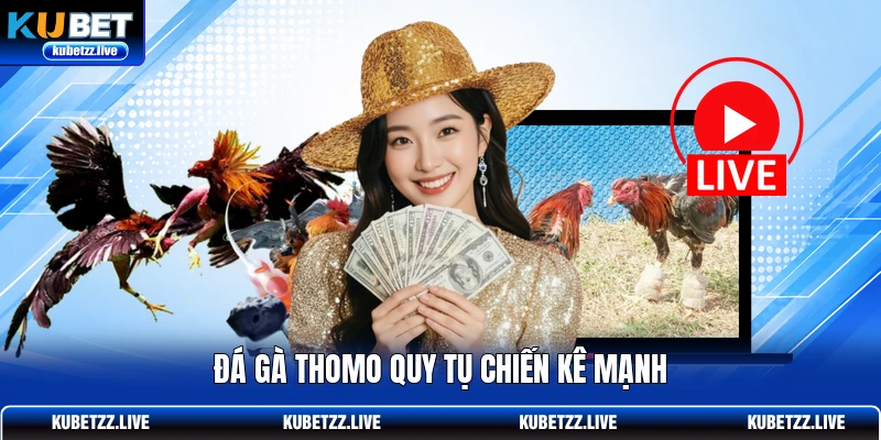 Đá gà Thomo quy tụ chiến kê mạnh